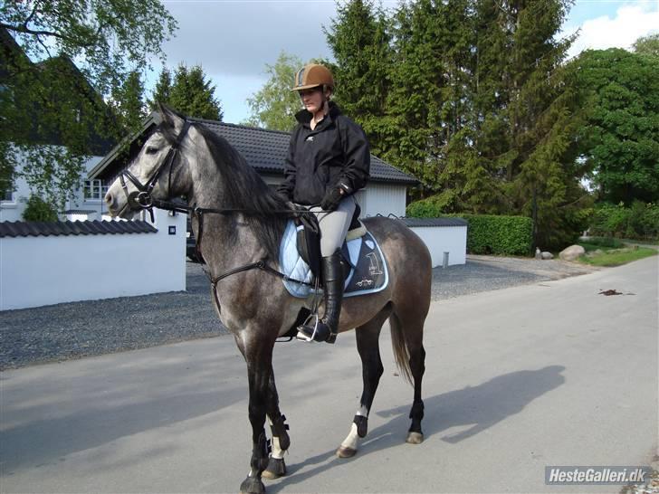 Arabisk fuldblod (OX) Nylevs Akeem Balur  SOLGT - mig og balur pisse godt billede kristina :D vi er sgu sporty der med din nye sadle skatte! fotograf: kristina (ejern) billede 15