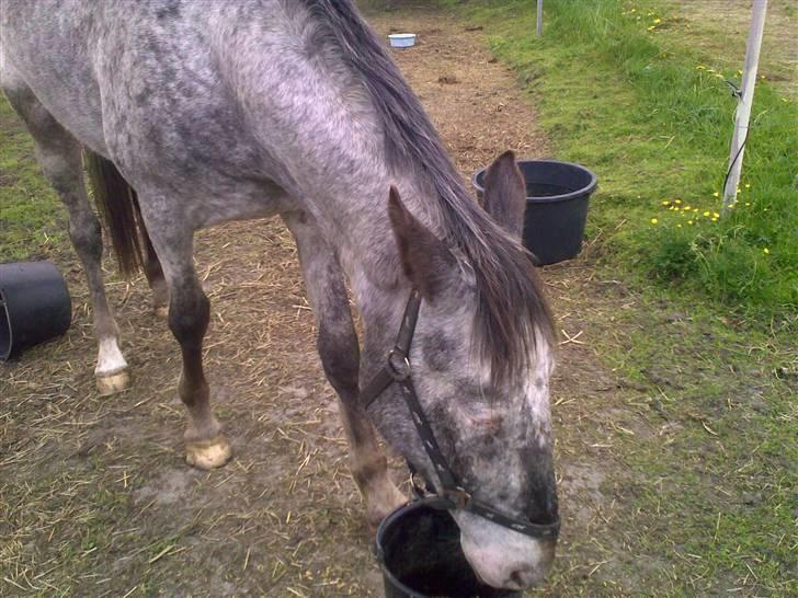 Knabstrupper Valerias Leonora - leo dagen efter hun kom til napstjert og stå..:P og der er også mad der..:P billede 17