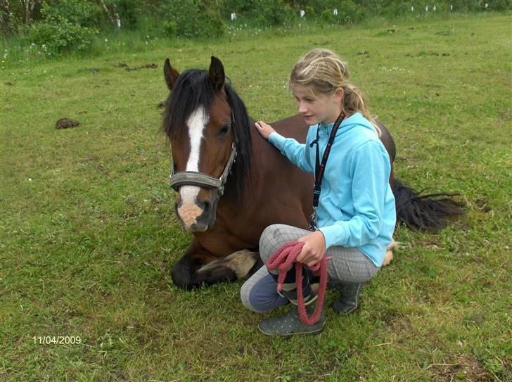 Welsh Pony (sec B) Velvet *SAVNET* - #13# Foto: Nadia (veninde) billede 12