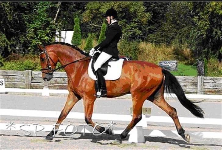 Dansk Varmblod Feldborgs Garcia - 4-års championat i Ballerup. Billedet er taget af Sille Pedersen fra SP-foto :) billede 18