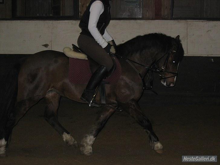 Welsh Pony (sec B) Velvet *SAVNET* - #14# Foto: Mette billede 13