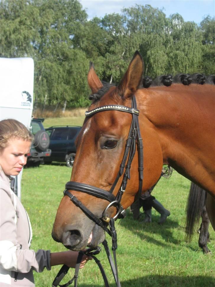 Dansk Varmblod Feldborgs Garcia - beklager igen min opstilling :) billede 20