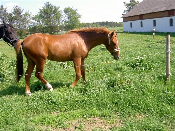 New Forest Clyde- {SOLGT} billede 6