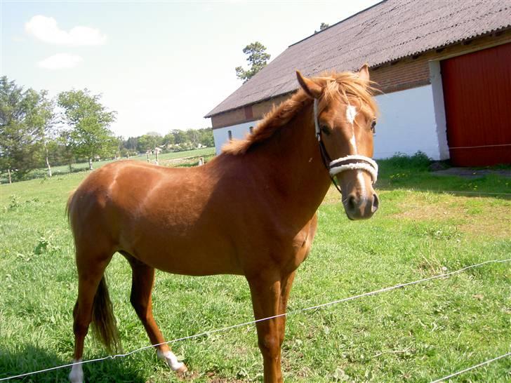 New Forest Clyde- {SOLGT} billede 7