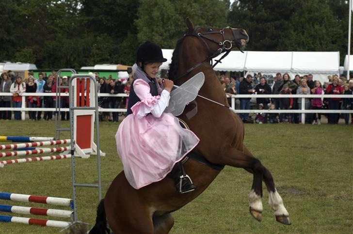 Welsh Pony (sec B) Velvet *SAVNET* - #16# Foto: Micheal ( venindes far) billede 15