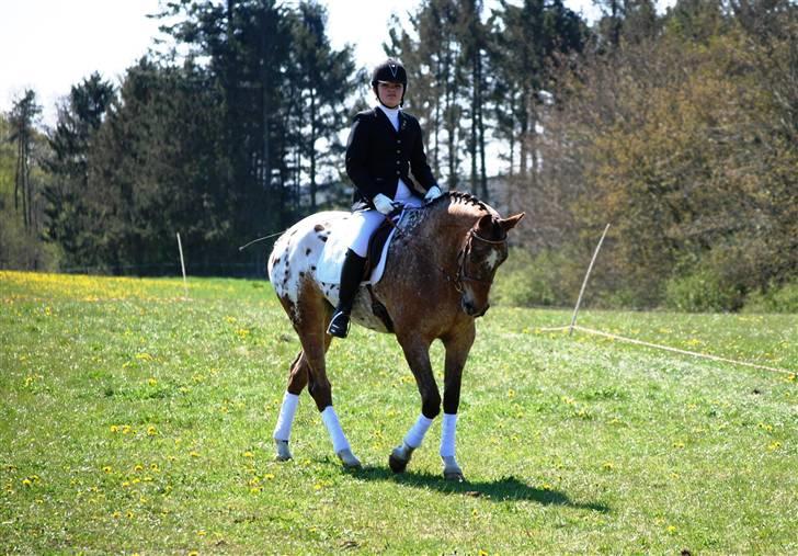 Knabstrupper Fredderikstens: Vanice  - Knabstrupper dag i Åmosen..  *Opvisning* billede 19
