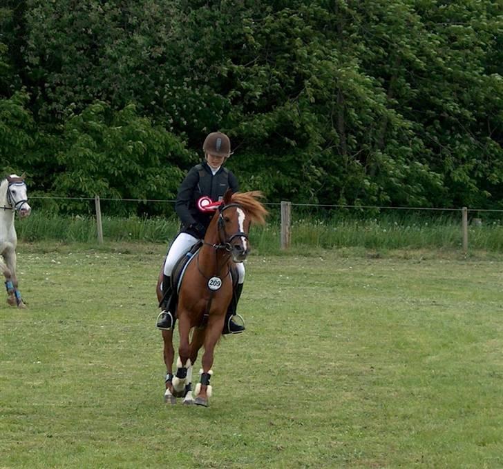 Anden særlig race Maxi *min drømmeprins* - BILLED 18. Billed fra stævne i Bolderslev :D <3  billede 18