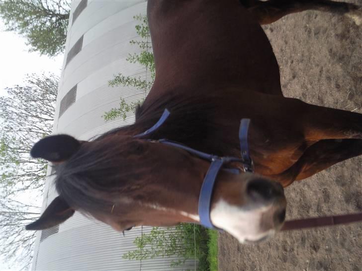 Traver My lord gardenia SOLGT :( billede 9