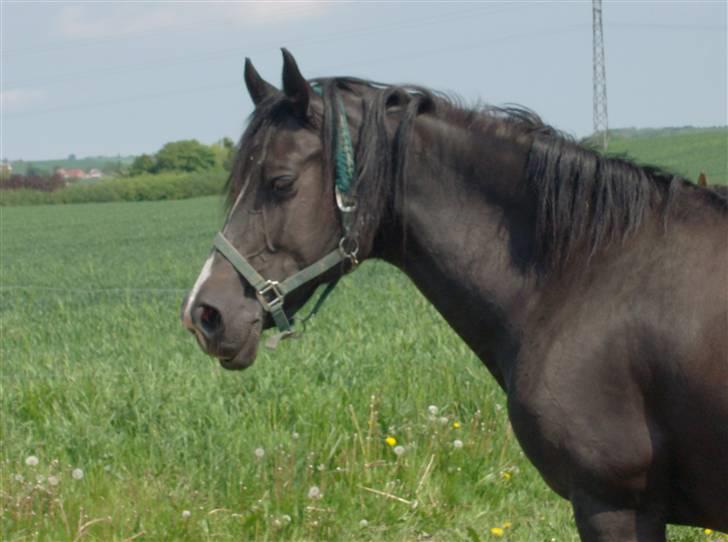 Welsh Cob (sec D) Derwen Genevieve (R.I.P.) - Afslapning på marken... billede 12