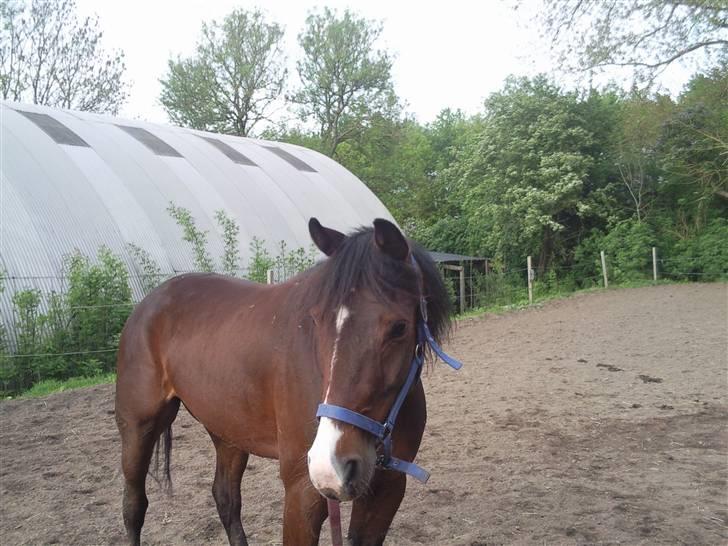 Traver My lord gardenia SOLGT :( billede 12