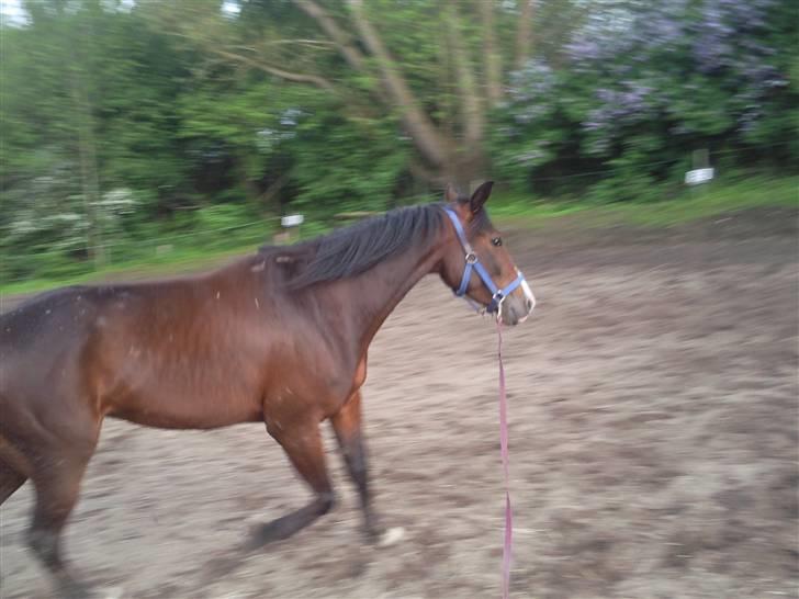 Traver My lord gardenia SOLGT :( billede 13