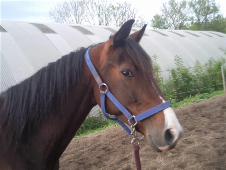 Traver My lord gardenia SOLGT :( billede 16