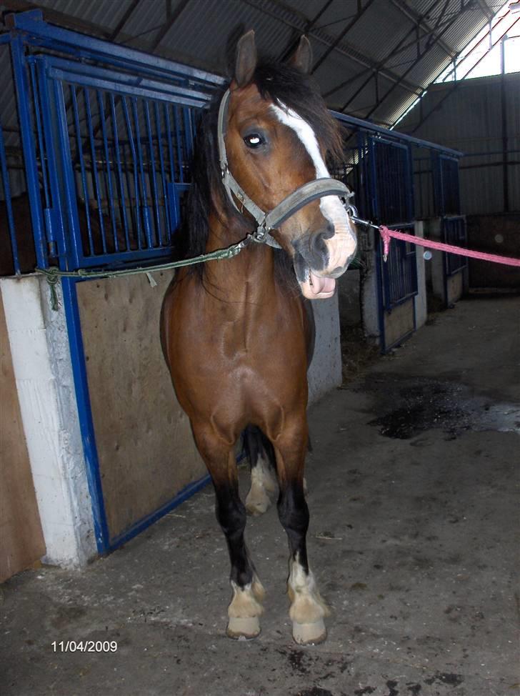 Welsh Pony (sec B) Velvet *SAVNET* - #17# Foto: Nadia (veninde) billede 16