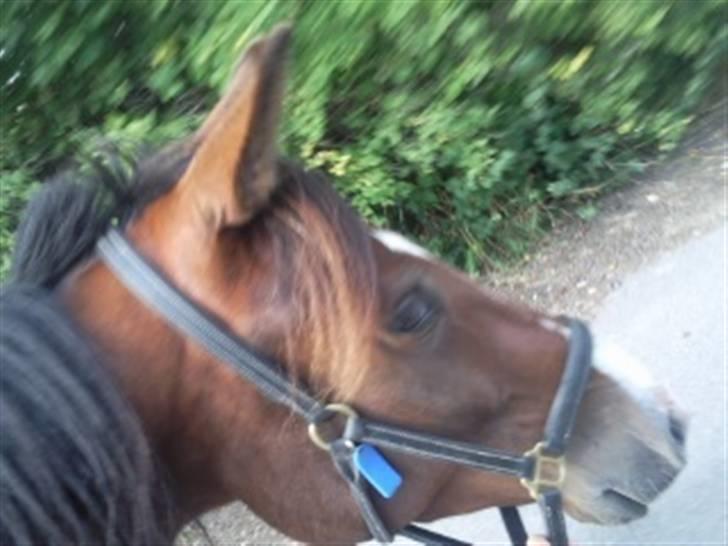 Traver My lord gardenia SOLGT :( billede 17