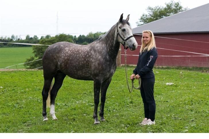 Hollandsk Sportspony Olympia *SOLGT* billede 14