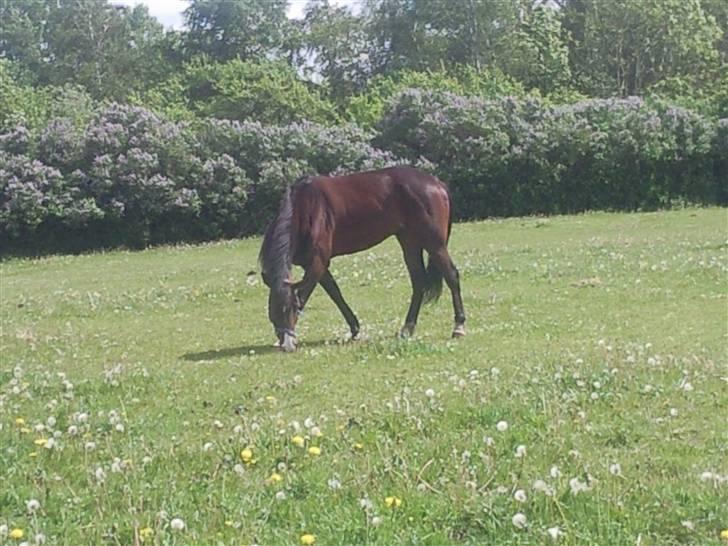 Traver My lord gardenia SOLGT :( billede 20