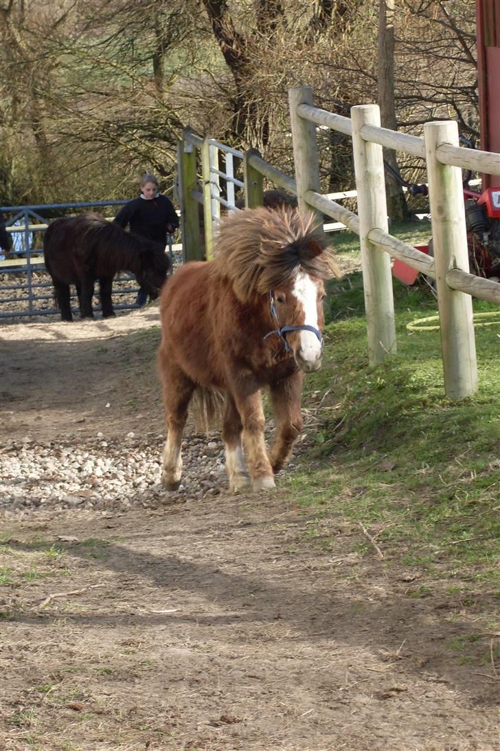 Anden særlig race Piet ** PART** billede 8