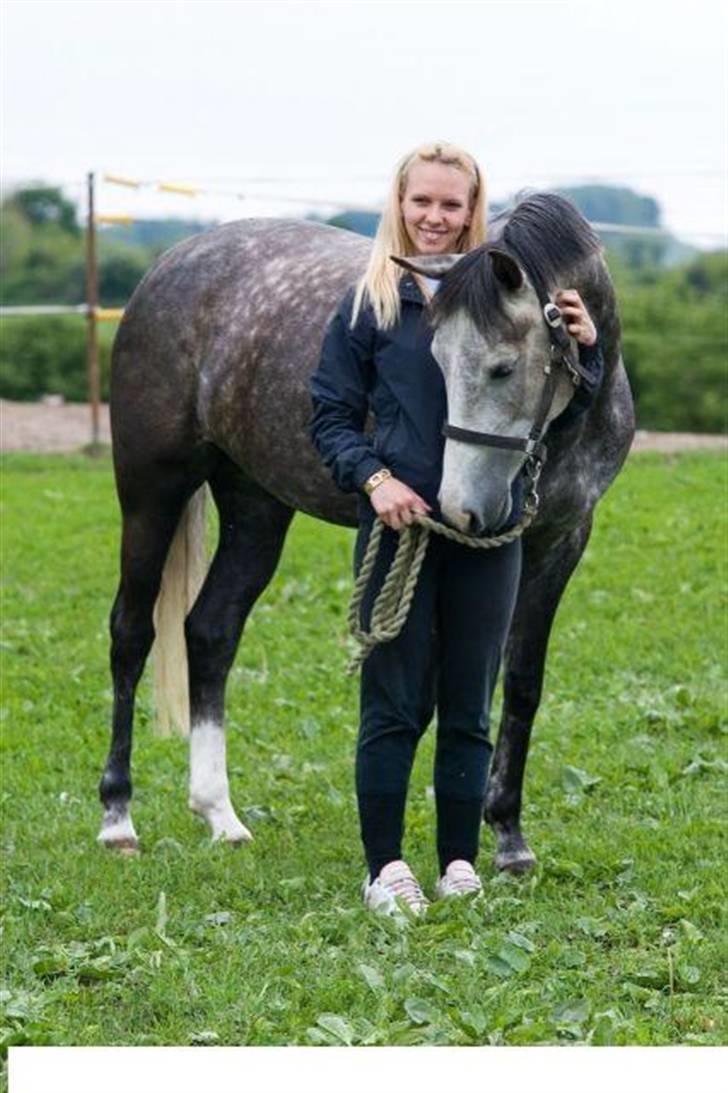 Hollandsk Sportspony Olympia *SOLGT* billede 15