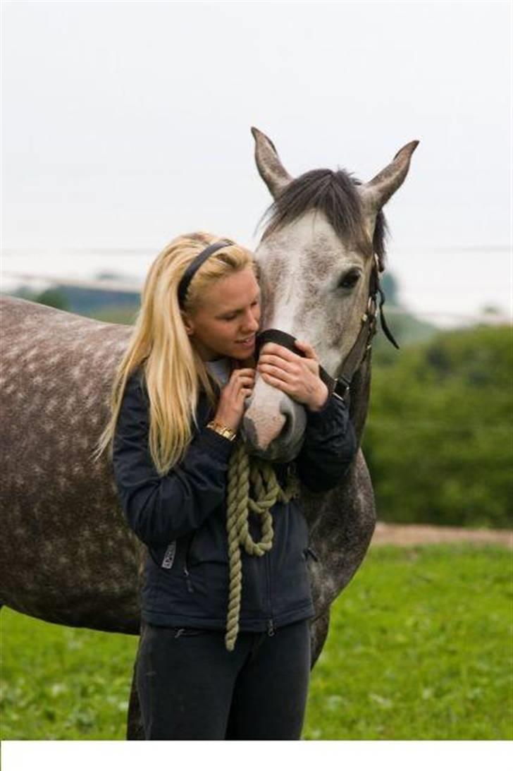Hollandsk Sportspony Olympia *SOLGT* billede 16