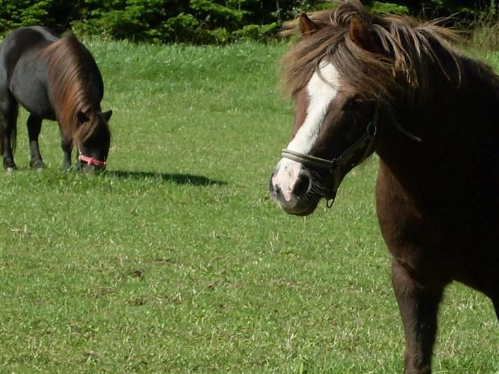 Anden særlig race Piet ** PART** billede 9
