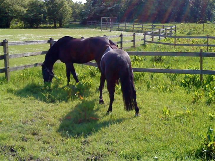 Anden særlig race Zhico - zhico og figaro græses ind - maj 2009 billede 16