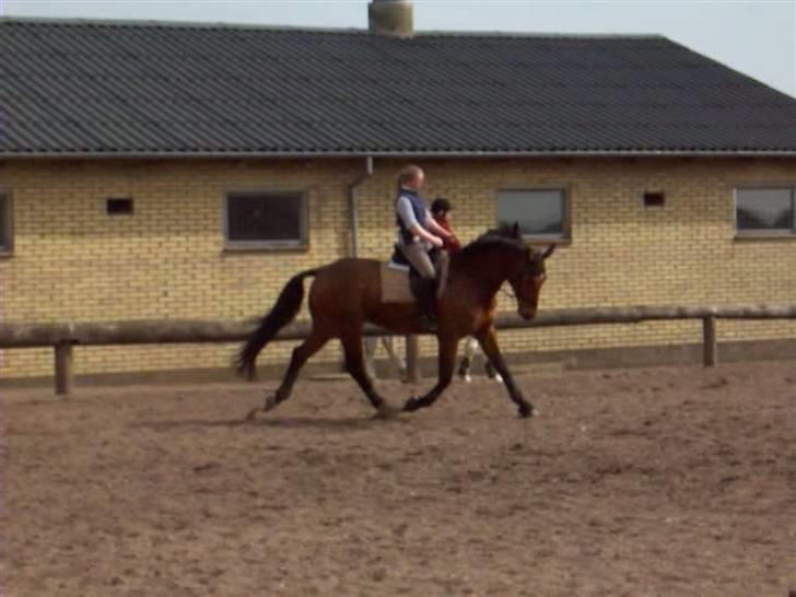 Dansk Varmblod Firell - solgt - undskyld den ringe kvalitet, men der skla nok komme nogen der er bedre af min lille dreng! billede 1