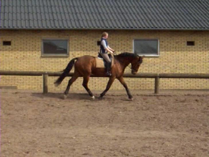 Dansk Varmblod Firell - solgt billede 2