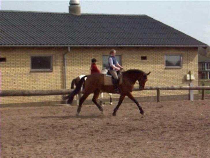 Dansk Varmblod Firell - solgt - træningsbilled fra marts billede 3