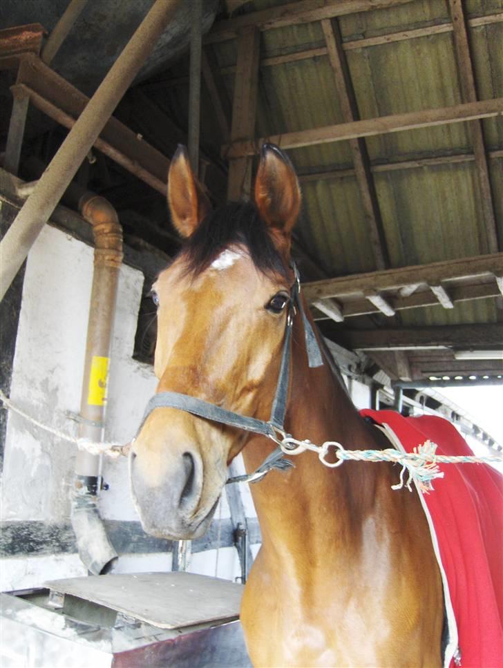 Dansk Varmblod Firell - solgt billede 4