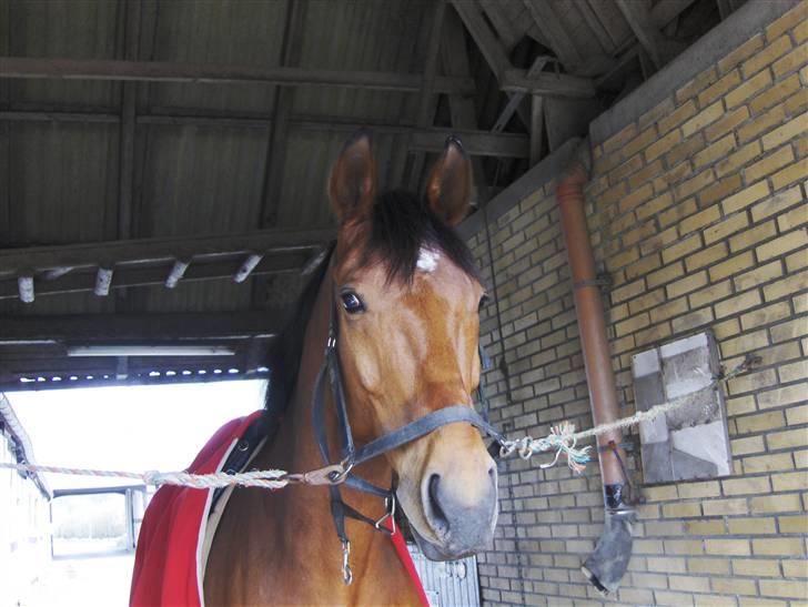 Dansk Varmblod Firell - solgt - Firell billede 5