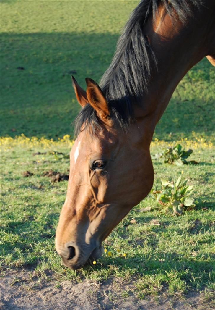 Dansk Varmblod Future-Lad *Solgt* billede 15