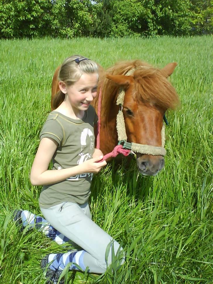 Shetlænder Ricard - Foto: Julie Lund  billede 1