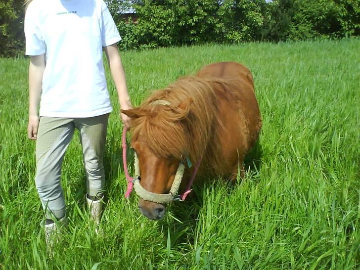 Shetlænder Ricard - Foto:Jeanne Delcke billede 2