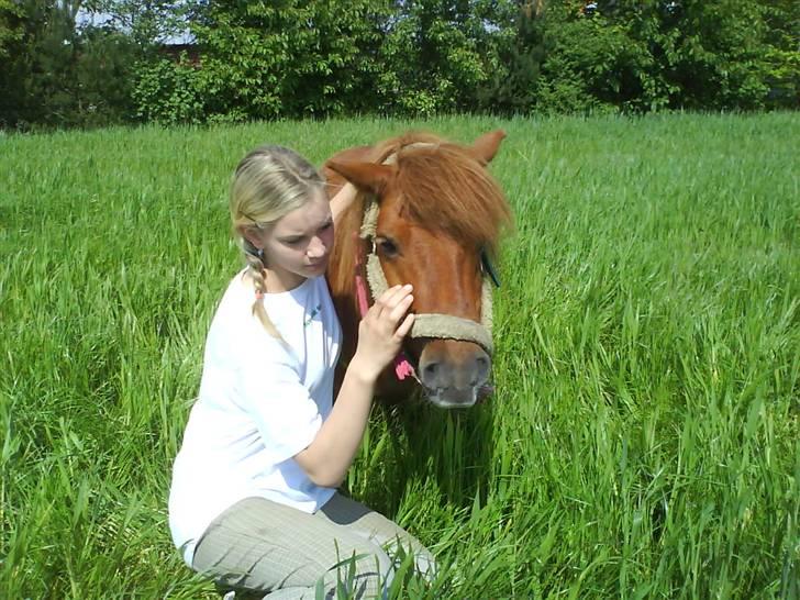 Shetlænder Ricard - Foto:Jeanne Delcke billede 3
