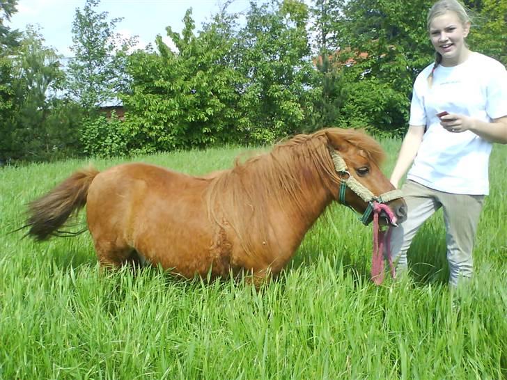Shetlænder Ricard - Foto:Jeanne Delcke billede 4