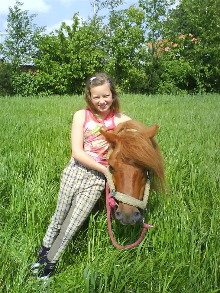 Shetlænder Ricard - Foto:Jeanne Delcke billede 5