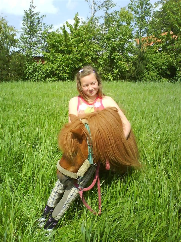 Shetlænder Ricard - Foto:Jeanne Delcke billede 6