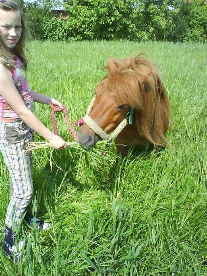Shetlænder Ricard - Foto:Jeanne Delcke billede 7