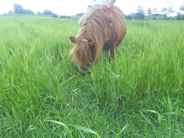 Shetlænder Ricard - Foto:Jeanne Delcke billede 8