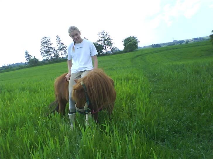 Shetlænder Ricard - Foto:Jeanne Delcke  billede 9