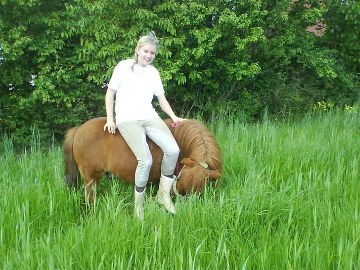 Shetlænder Ricard - Foto:Jeanne Delcke billede 10