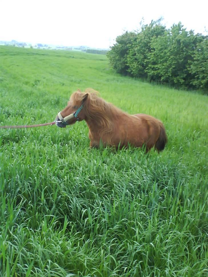 Shetlænder Ricard - Foto:Jeanne Delcke billede 11