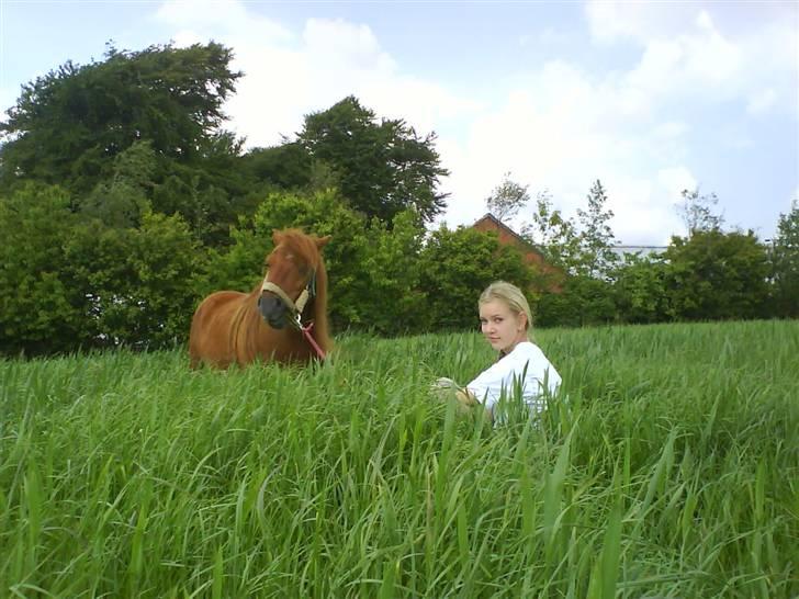 Shetlænder Ricard - Foto:Jeanne Delcke billede 12