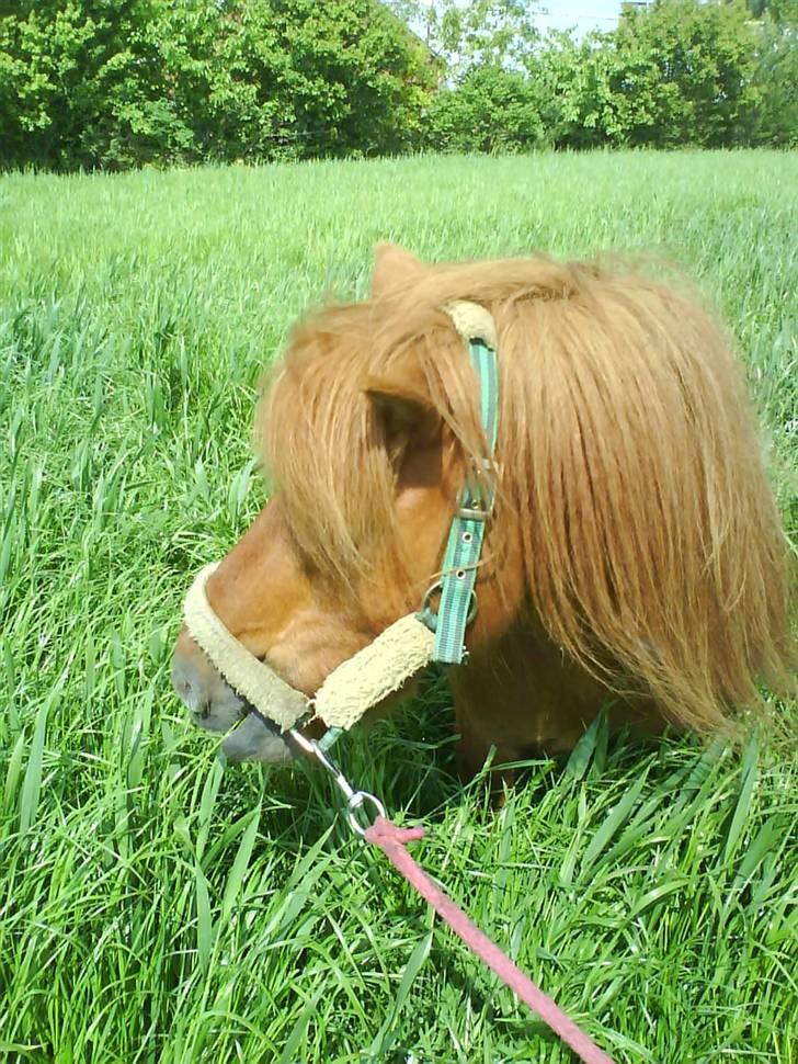 Shetlænder Ricard - Foto:Jeanne Delcke  billede 13