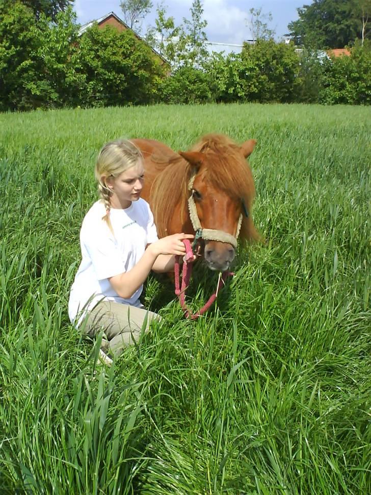 Shetlænder Ricard - Foto:Jeanne Delcke  billede 14