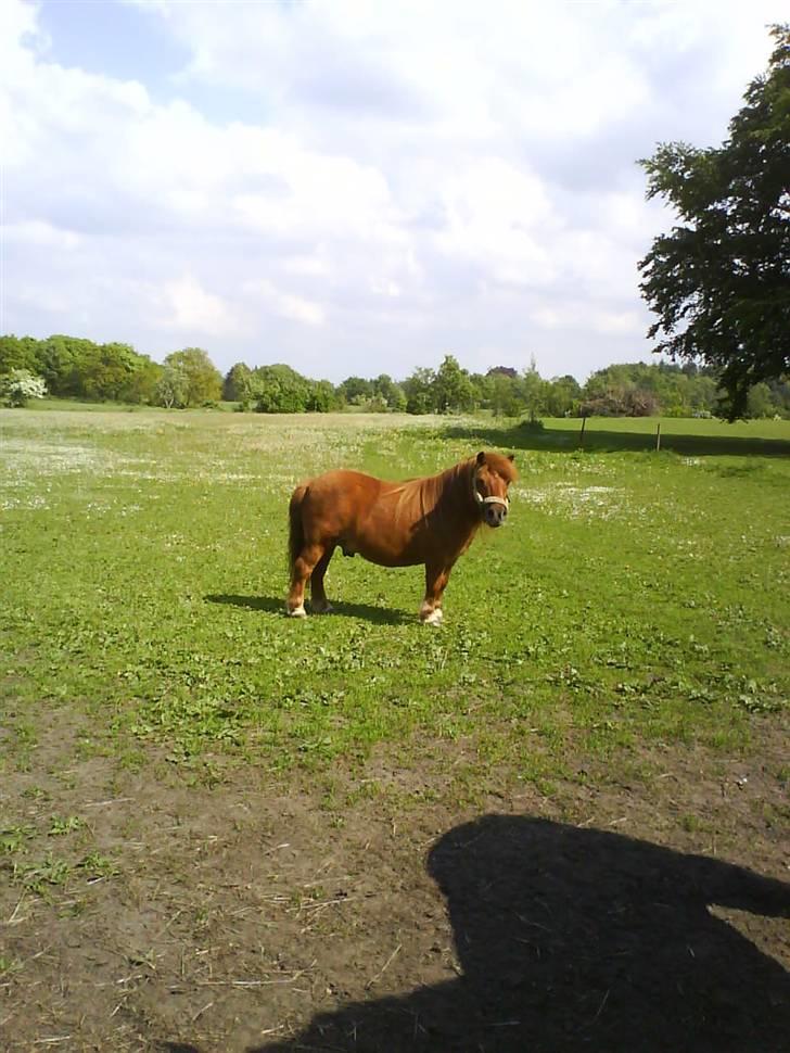 Shetlænder Ricard - Foto:Jeanne Delcke billede 15