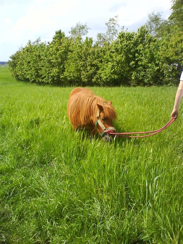 Shetlænder Ricard - Foto:Jeanne Delcke  billede 16