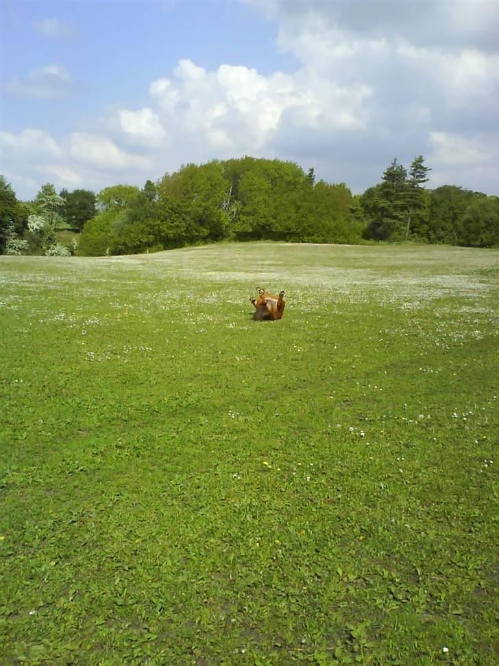 Shetlænder Ricard - Foto:Jeanne Delcke  billede 17