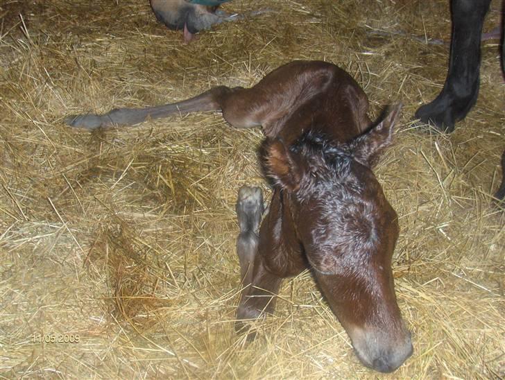 Anden særlig race Beauty - et billede fra den 11/5 09. ca. kl. 22:15 da lille beauty blev født.... billede 12