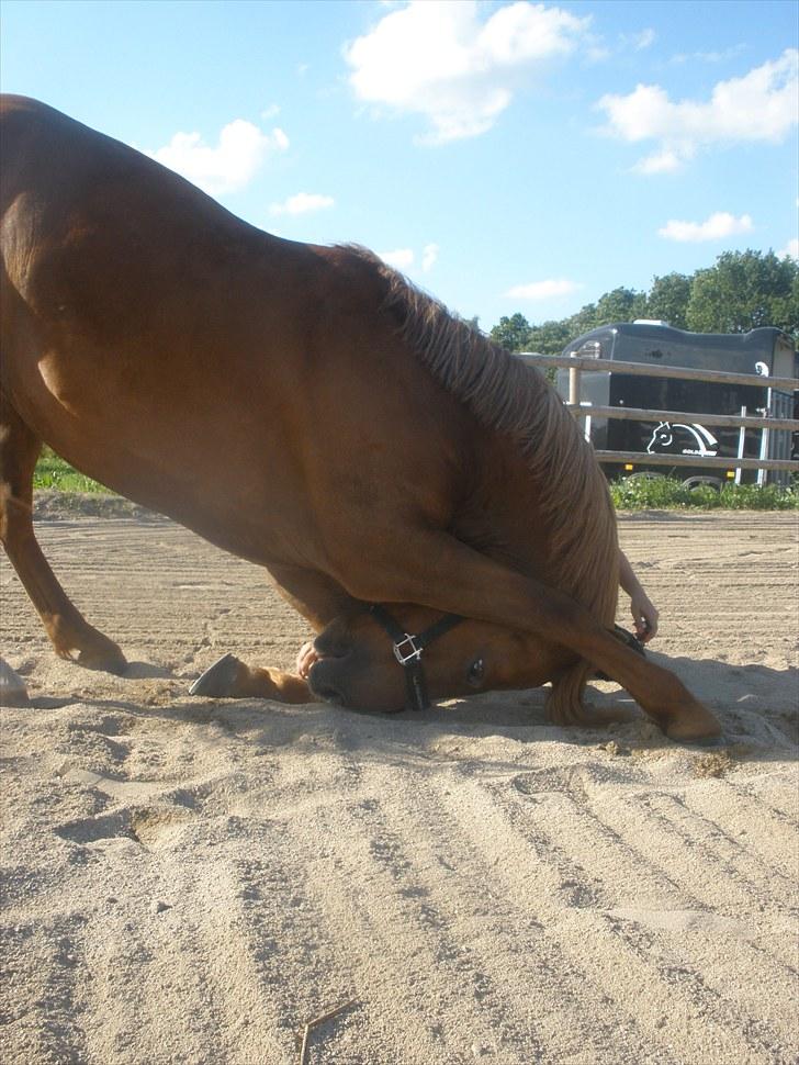 New Forest Rossums Tango (Tidl. Pony) billede 12